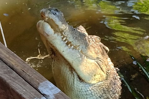 Litchfield Park Adventures And Jumping Crocodile Cruise + Butterfly Farm - Sydney 4u 5