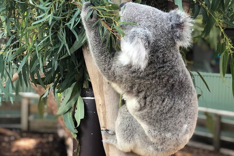 Private Blue Mountains And Wildlife Park Tour From Sydney With Barbecue Lunch - Accommodation Sydney 0
