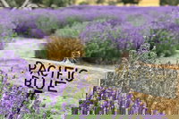 Kangaroo Island Food and Wine Trail Tour, North Cape