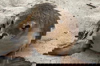 Kangaroo Island Scenic Trail Tour, North Cape