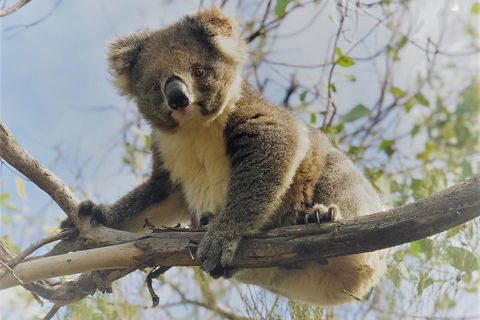 Kangaroo Island Scenic Trail Tour - Accommodation Sydney 2