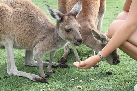 Pinnacles Desert, Koalas And Sandboarding 4WD Day Tour From Perth - Sydney 4u 1