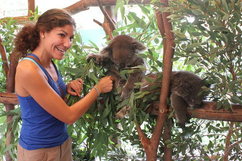 Pinnacles Desert, Koalas And Sandboarding 4WD Day Tour From Perth - Sydney 4u 5