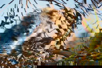 2-Hour Koala Walking Tour in Kangaroo Island, North Cape