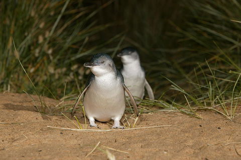 Phillip Island Penguin, Brighton Beach, Moonlit Sanctuary From Melbourne - Sydney 4u 2