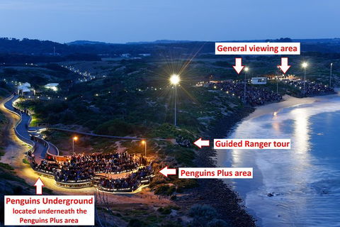 Phillip Island Penguin, Brighton Beach, Moonlit Sanctuary From Melbourne - Sydney 4u 4