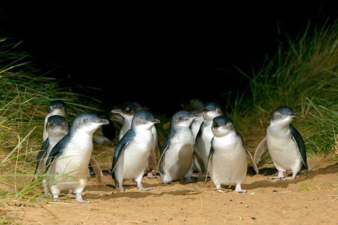 Phillip Island Penguin, Brighton Beach, Moonlit Sanctuary From Melbourne - Sydney 4u 5