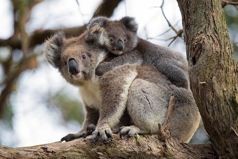 Great Ocean Road Sunset Tour From Melbourne - Sydney 4u 0