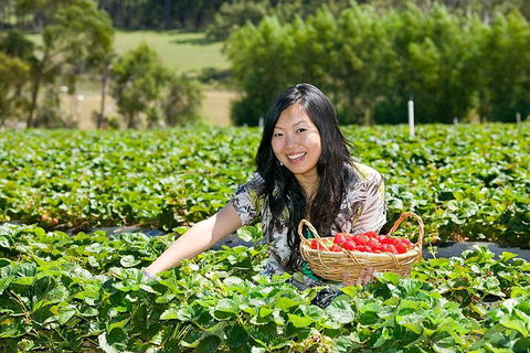Mornington Peninsula Small Group Day Tour - Sydney 4u 4