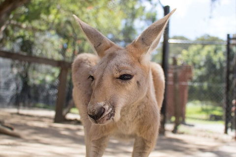 Currumbin Wildlife Sanctuary General Entry Ticket - Sydney 4u 2