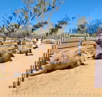 West MacDonnell Ranges Half-Day Small-Group Tour with Camel Ride - Sydney 4u