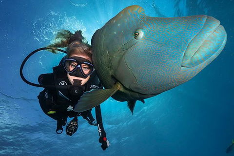 Great Barrier Reef Snorkeling And Diving Cruise From Cairns - Sydney 4u 0