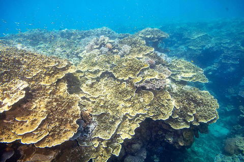 Cruise To Moore Reef Pontoon And Return Helicopter Flight From Cairns - Sydney 4u 5