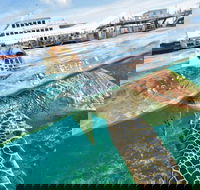 Scenic Helicopter Flight to Moore Reef and Return Snorkeling Cruise from Cairns - Accommodation Sydney