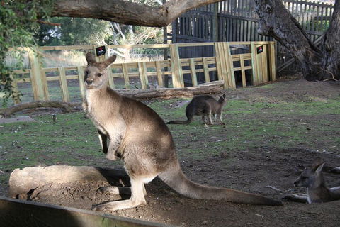 Mt. Wellington, Bonorong And Richmond Day Tour From Hobart - Sydney 4u 2
