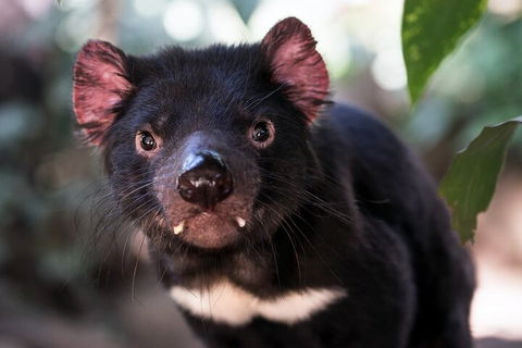 Mt. Wellington, Bonorong And Richmond Day Tour From Hobart - Sydney 4u 3