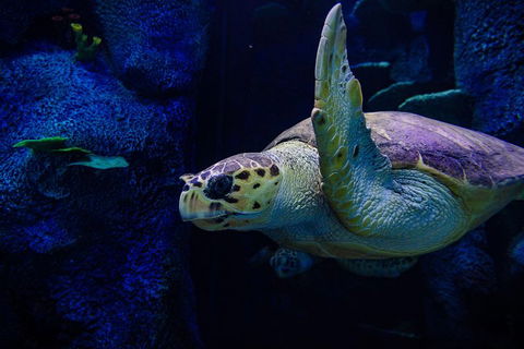Sydney Attractions Pass: SEA LIFE Aquarium, Sydney Tower Eye, WILD LIFE Zoo And Madame Tussauds - Sydney 4u 1