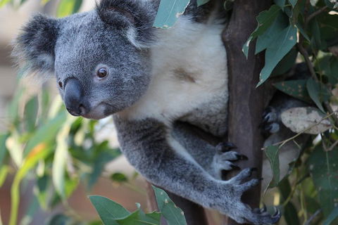 Sydney Attractions Pass: SEA LIFE Aquarium, Sydney Tower Eye, WILD LIFE Zoo And Madame Tussauds - Sydney 4u 2