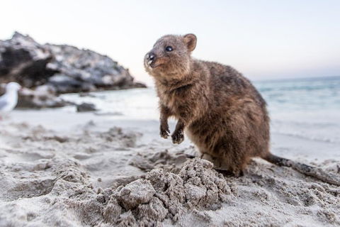 Rottnest Island Bike & Ferry Package From Perth - Accommodation Sydney 5