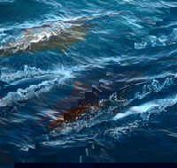 Sydney Whale-Watching Cruise - Sydney 4u