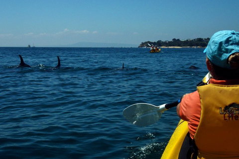 Mornington Peninsula Kayak Coastline Tour Of Dolphin Sanctuary - Sydney Resort 0