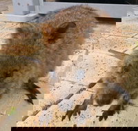 Wave Rock Pinnacles and Rottnest One Day Aeroplane Tour - Sydney 4u