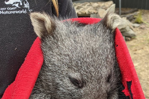 2-Day Tas East Coast Escape Tour Including Bay Of Fires, Wineglass Bay & Devils - Sydney Resort 3