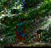 Full Day Daintree Rainforest and Mossman Gorge Tour - Sydney 4u