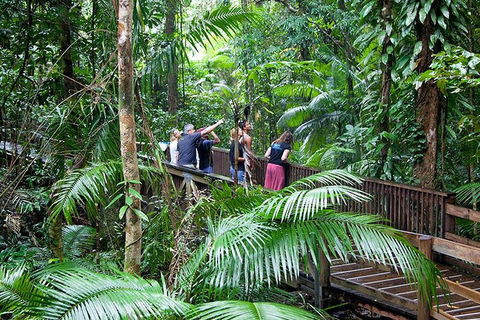 Full Day Daintree Rainforest And Mossman Gorge Tour - Sydney 4u 1