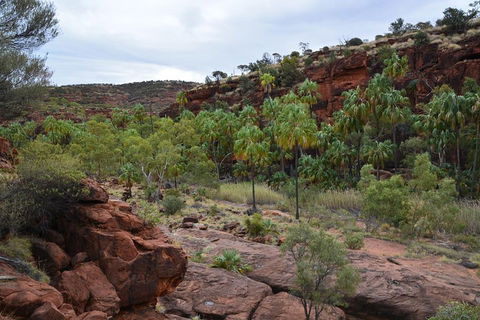 Palm Valley And Hermannsburg 1 Day 4WD Tour - Accommodation Sydney 4
