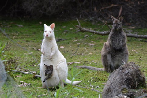 Full-Day Guided Bruny Island Tour From Hobart - Sydney Resort 0