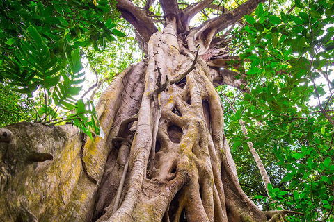 Mossman Gorge Adventure Day - Sydney 4u 1