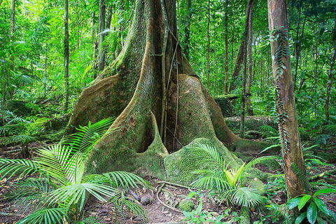 Mossman Gorge Adventure Day - Sydney 4u 4