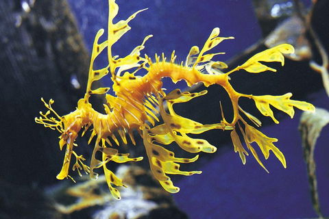 SEA LIFE Melbourne Aquarium Admission Ticket - Accommodation Sydney 0