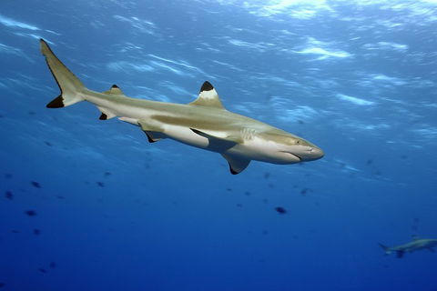 SEA LIFE Melbourne Aquarium Admission Ticket - Accommodation Sydney 3