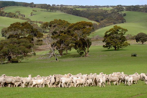 Kangaroo Island Luxury Small Group 'Island Life' Full Day Tour - Accommodation Sydney 1