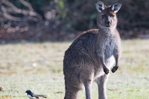 Kangaroo Island Luxury Small Group 'Island Life' Full Day Tour - Accommodation Sydney 2