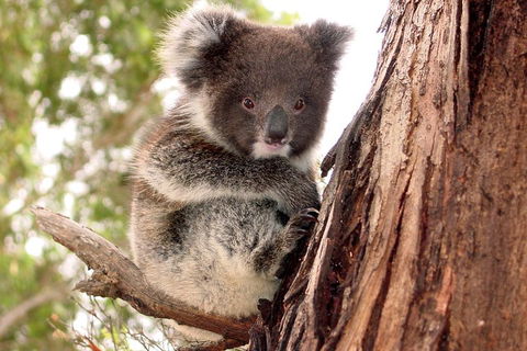 Kangaroo Island Luxury Small Group 'Island Life' Full Day Tour - Accommodation Sydney 4