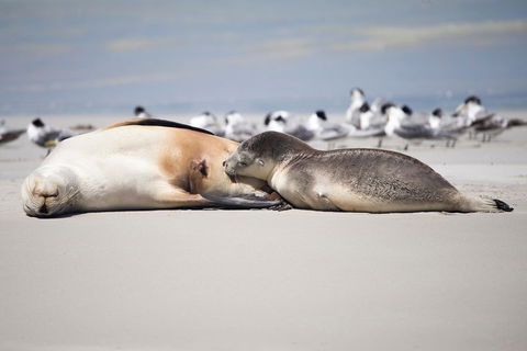 Kangaroo Island Luxury Small Group 'Island Life' Full Day Tour - Accommodation Sydney 5