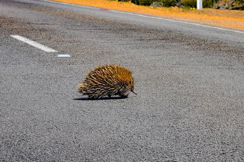 Kangaroo Island Luxury Small Group 'Flinders Chase Focus' Full Day Tour - Accommodation Sydney 3