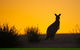 Kangaroo Island Luxury Small Group 'Flinders Chase Focus' Full Day Tour - thumb 5