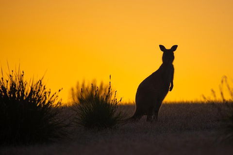 Kangaroo Island Luxury Small Group 'Flinders Chase Focus' Full Day Tour - Accommodation Sydney 5