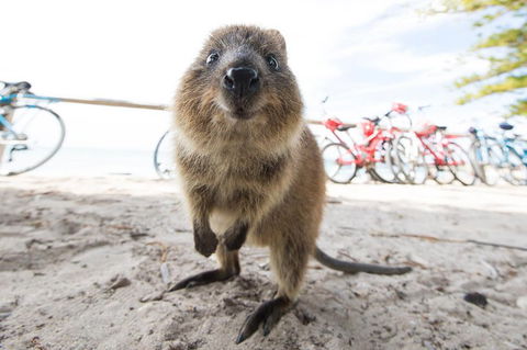Rottnest Island Round-Trip Ferry From Perth Or Fremantle - Accommodation Sydney 3