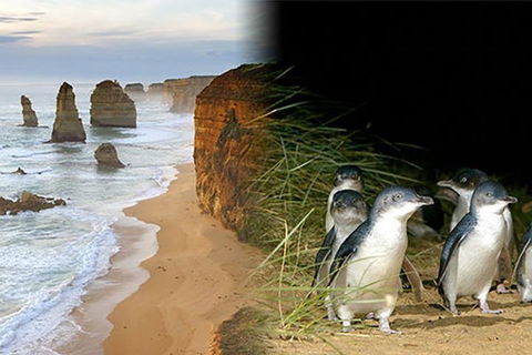 Melbourne Super Saver: Great Ocean Road + Phillip Island + Attraction Pass - Sydney 4u 0
