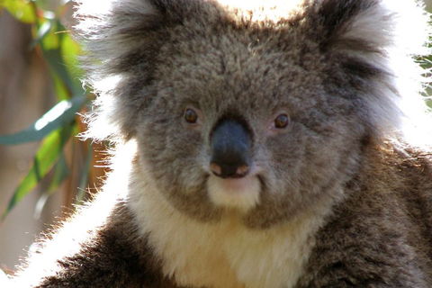 Melbourne Super Saver: Great Ocean Road + Phillip Island + Attraction Pass - Sydney 4u 3