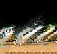 Puffing Billy Moonlit Sanctuary  Penguins Day Tour - Sydney 4u