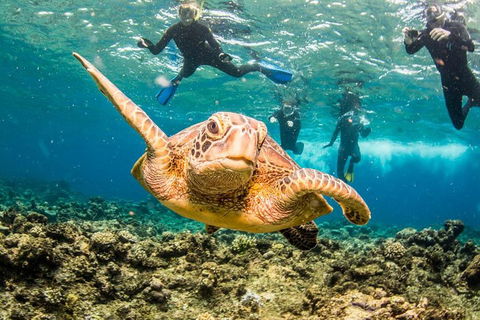 Great Barrier Reef Diving And Snorkeling Cruise From Cairns - Accommodation Sydney 3