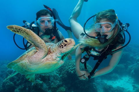 Great Barrier Reef Diving And Snorkeling Cruise From Cairns - Accommodation Sydney 4