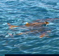 Roebuck Bay Snubfin Dolphin Cruise