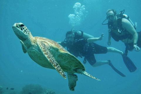 Ocean Freedom Great Barrier Reef Personal Luxury Snorkel & Dive Cruise, Cairns - Sydney 4u 4